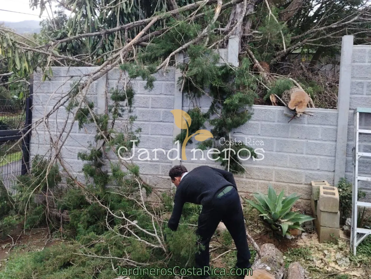 Jardinero en Costa Rica realizando poda de árbol a domicilio