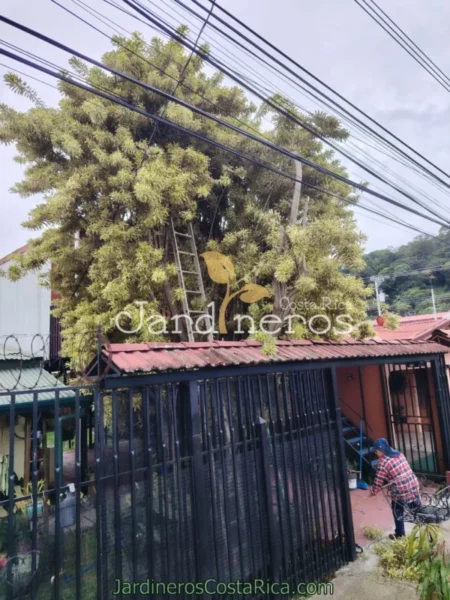 Servicio de corte de árbol peligroso cerca de los cables eléctricos